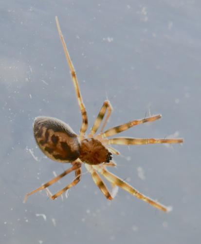 Réf. 334 785 : Lepthyphantes minutus